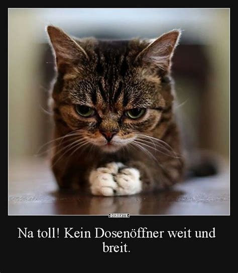 lustige katzen bilder|lustige katzen video kostenlos.